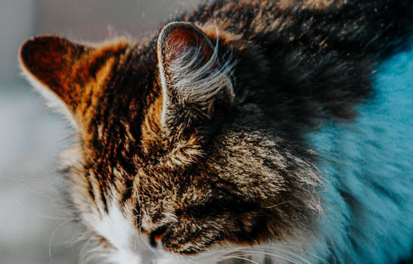 Fera Banner
