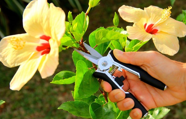 Garden Guru Banner