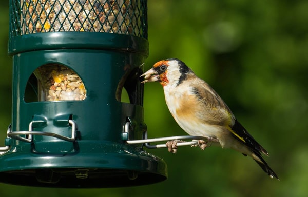 Garden Wildlife Direct Banner