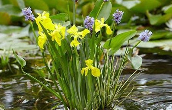 Gardening Direct Banner