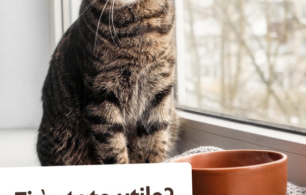 Gatto con Personalit&agrave; Banner