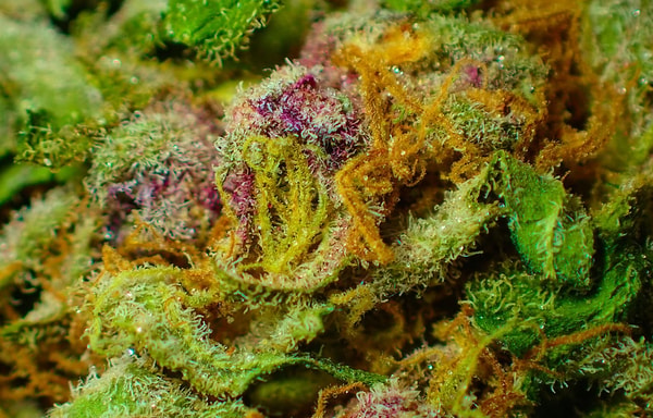 Grow Light Science Banner
