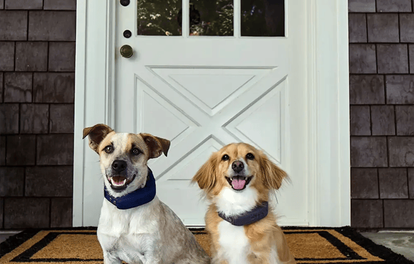 Halo Collar Banner