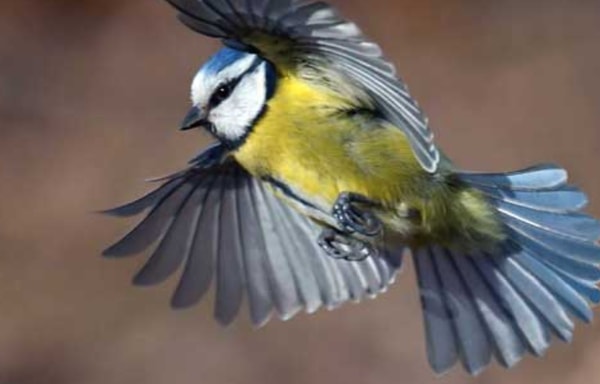 Happy Beaks Banner