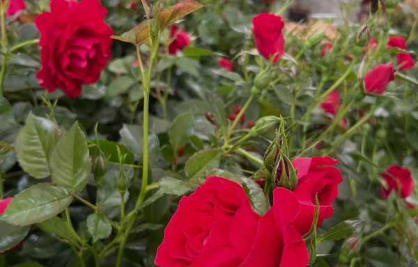 Harkness Roses Banner