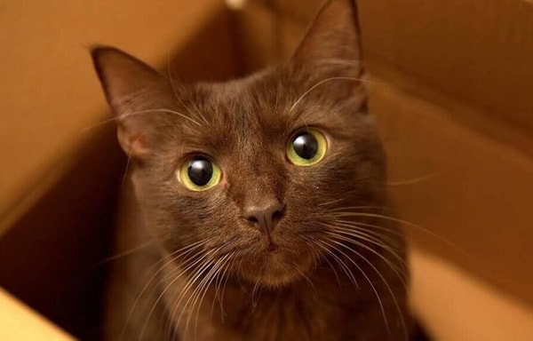 BudgetPetCare.com Banner