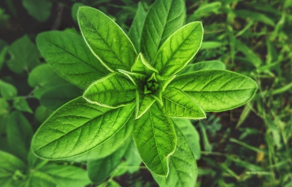 Herbs Direct Banner