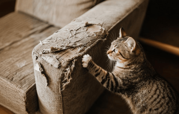 Hide & Scratch Banner