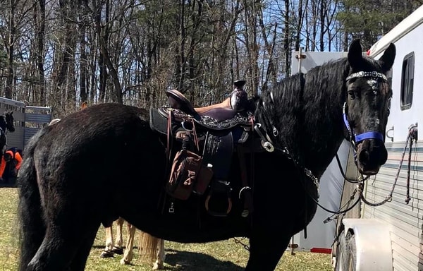 Horse Saddle Shop Banner