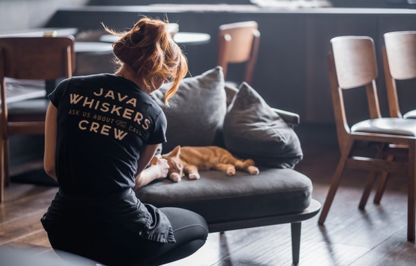 Java Whiskers Banner
