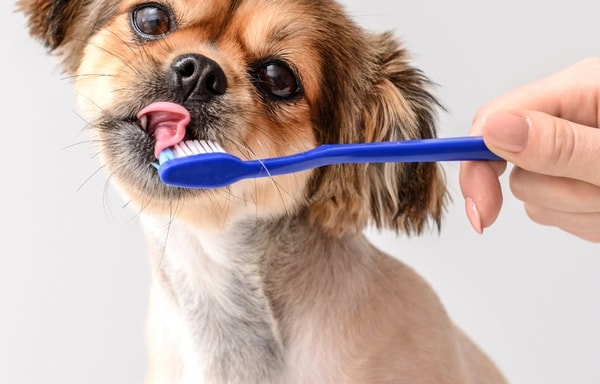 K9 Dentist Banner