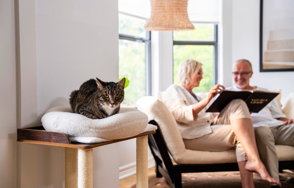 Knead Cats Banner