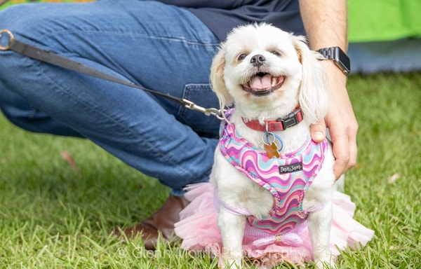 Knose Pet Insurance Banner