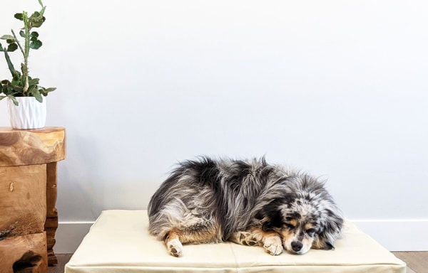 Le Dog Company Banner