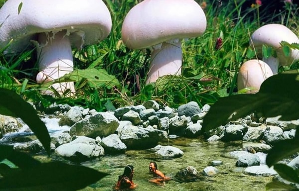 Malama Mushrooms Banner