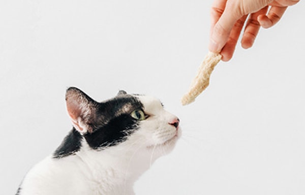 Meow Servant Banner