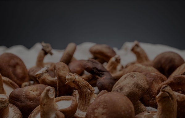 Mushroom Matrix Banner