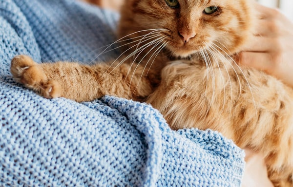 My Pet Sensitivity Banner