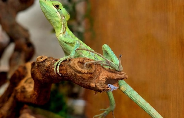 Northampton Reptile Centre Banner