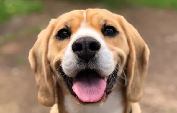 Online Honden Speciaalzaak Banner