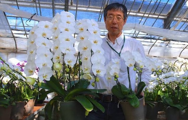 Orchid Fan Banner