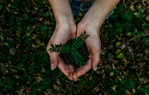 Oregon Forest Banner