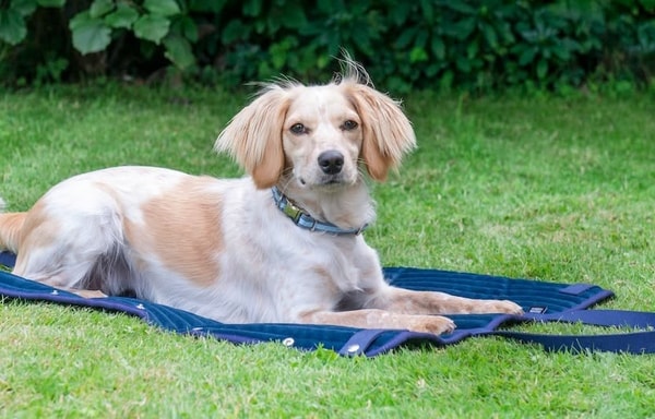 Oscar & Hooch Banner