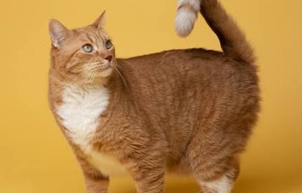 ParkCat Banner