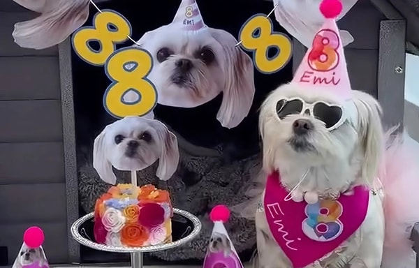 PartyAnimal Banner