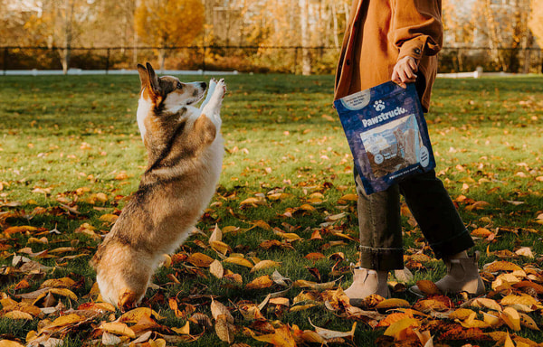 Pawstruck Banner
