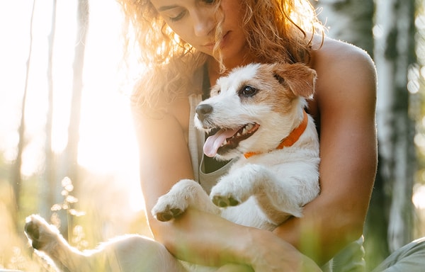 Perfect Pet Banner