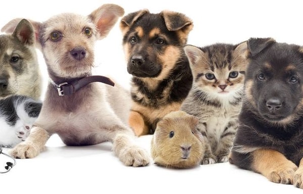 Pet Herbs Direct Banner