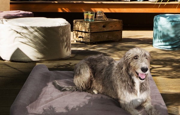 Pet Support Systems Banner
