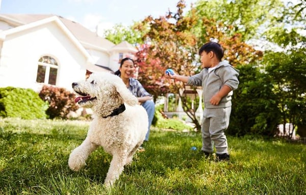 Pet Valu Banner