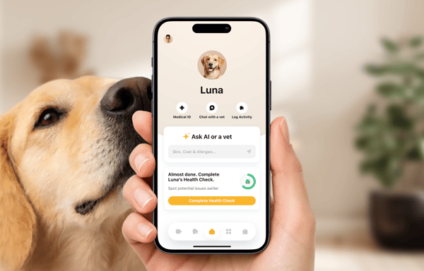 Petcube Banner