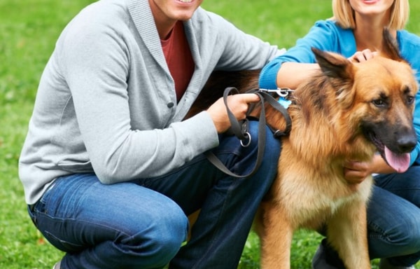 Petflow Banner
