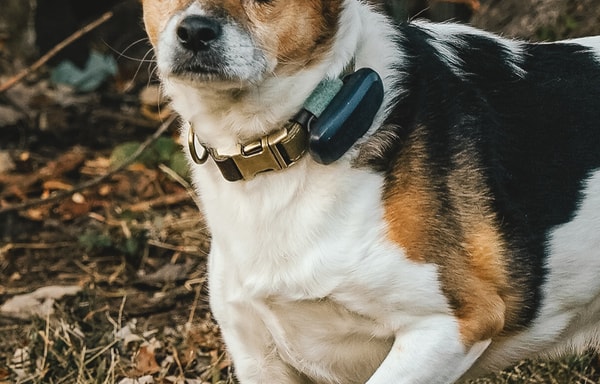 PetLink Banner