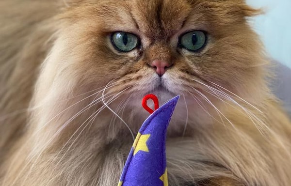 Pets Villa Banner