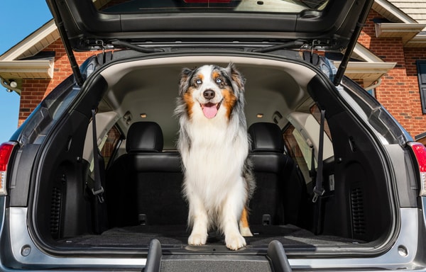 PetSafe Banner