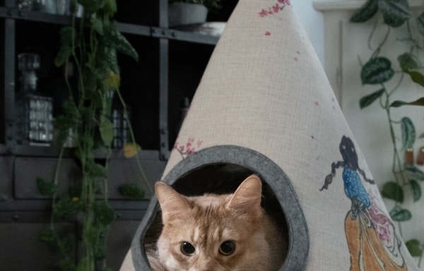 Petsexclusive Banner