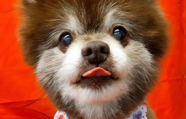 PetSmart Banner