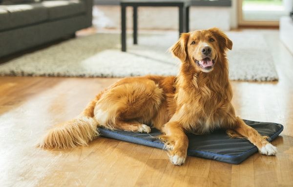 Petspemf Banner