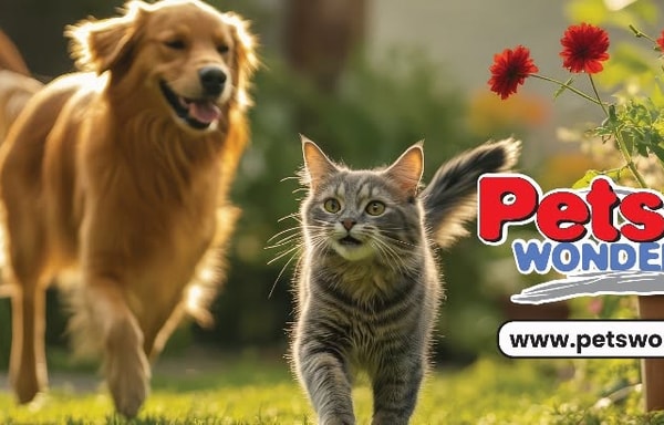 Petswonderland Banner