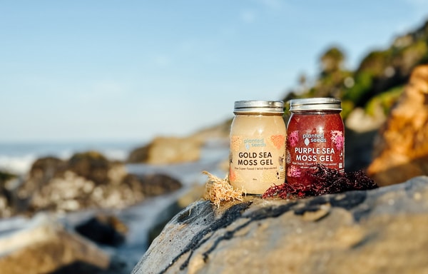 Planted Seeds Sea Moss Banner