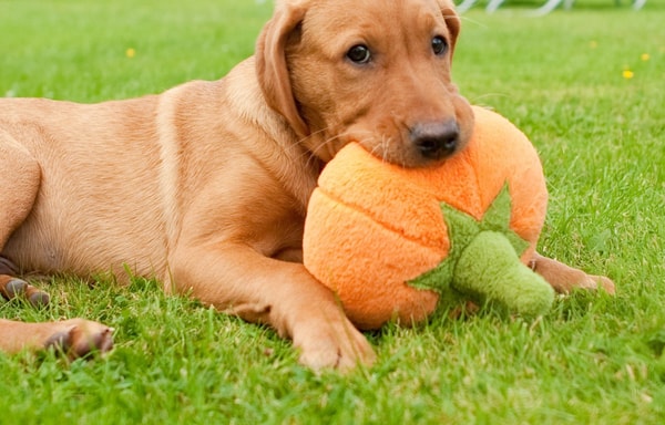 Play Pet Brands Banner