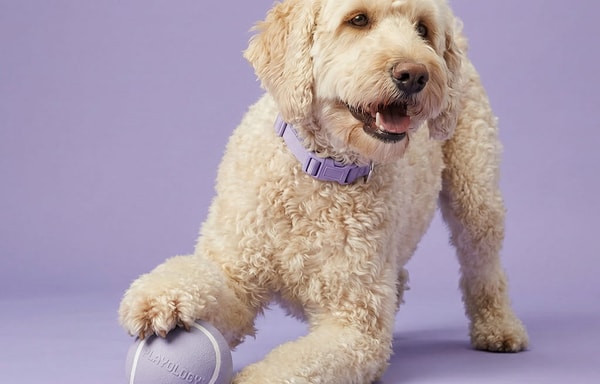 Playology Pets Banner