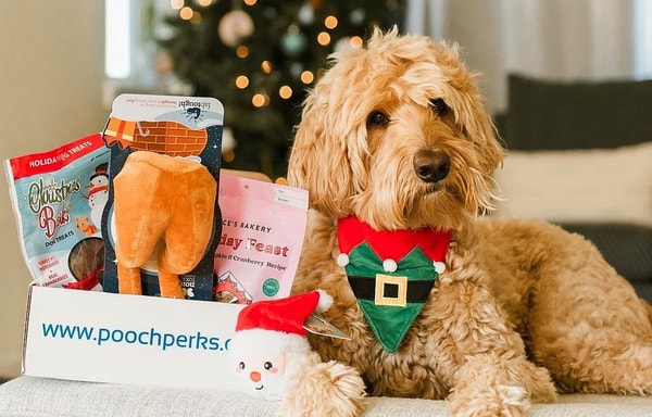 Pooch Perks Banner