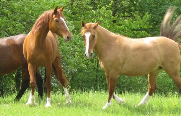 Procavallo Banner