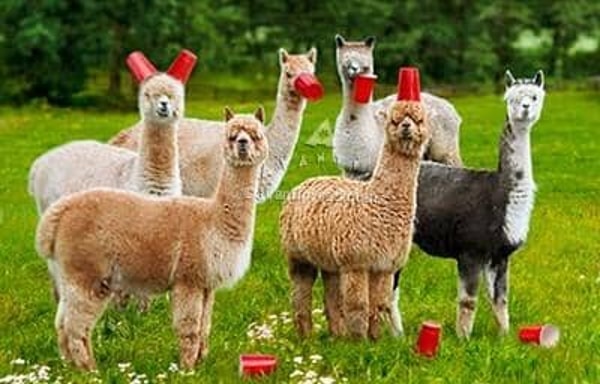 Purely Alpaca Banner
