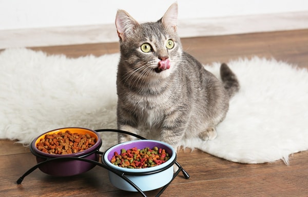 Purinashop Banner